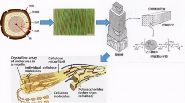 猪是杂食动物吗