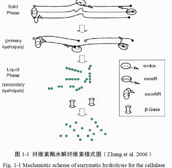 猪是杂食动物吗