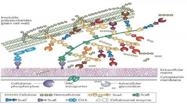 猪是杂食动物吗