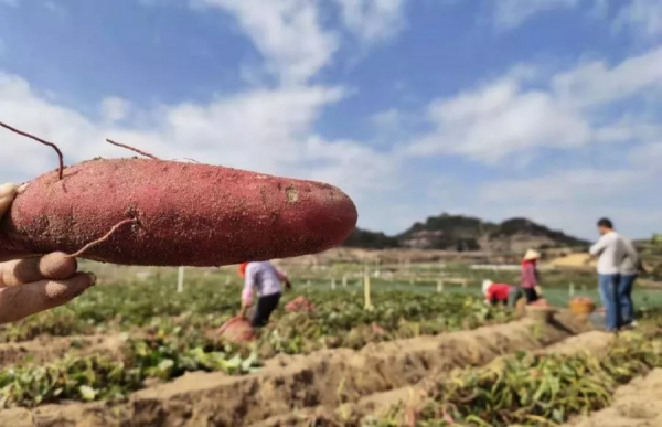 六鳌红蜜薯产地在哪里