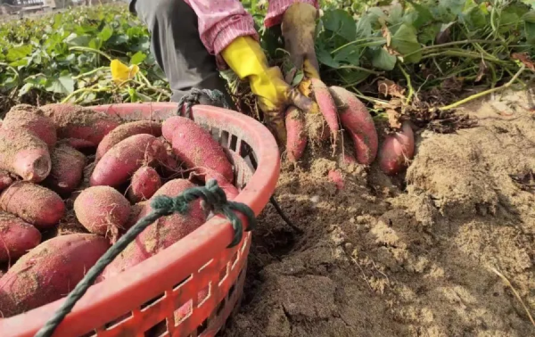 六鳌红蜜薯产地在哪里