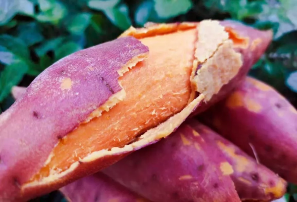 六鳌红蜜薯产地在哪里