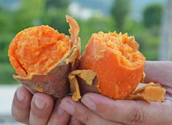 六鳌红蜜薯产地在哪里