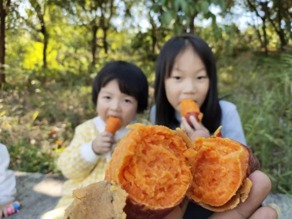 六鳌红蜜薯产地在哪里