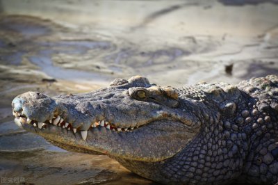 鳄鱼最怕的五种动物是什么 能杀死鳄鱼的五种动物