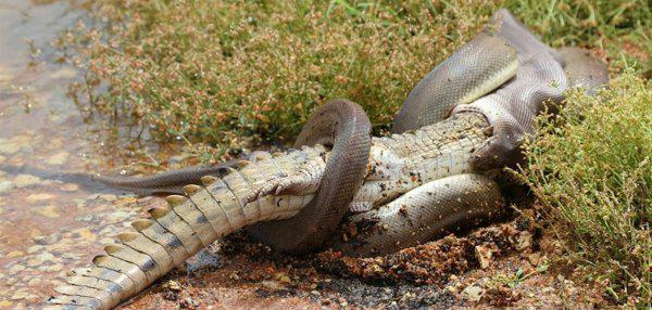 鳄鱼最怕的五种动物是什么