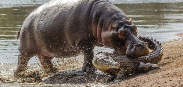 鳄鱼最怕的五种动物是什么