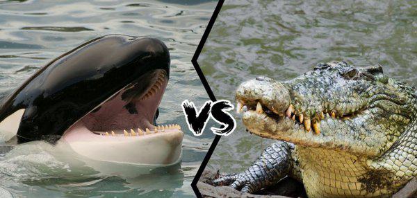 鳄鱼最怕的五种动物是什么