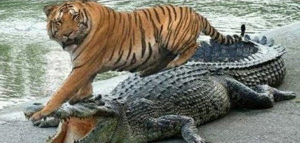 鳄鱼最怕的五种动物是什么