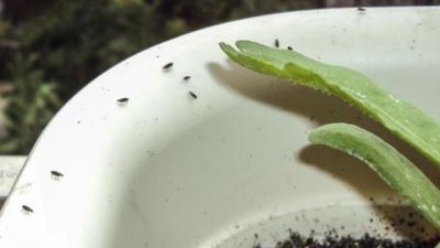 花盆里小黑虫怎么消灭小窍门 家里有小黑虫怎么处理干净