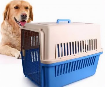 活体宠物怎么快递到别的城市 什么快递可以邮寄活体宠物