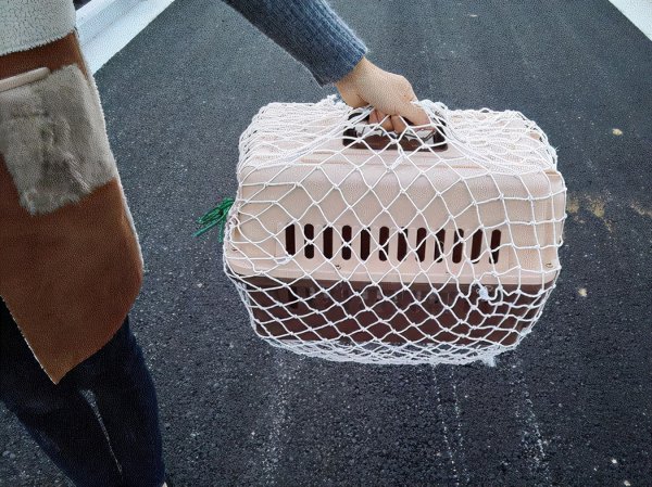 活体宠物怎么快递到别的城市