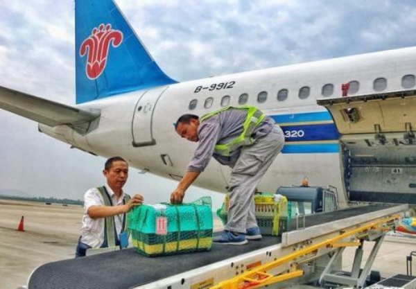 活体宠物怎么快递到别的城市