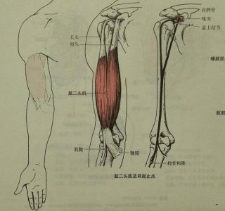 手臂二头肌是什么部位 二头肌位置怎么训练效果好