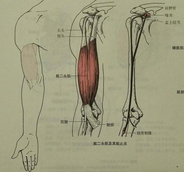 手臂二头肌是什么部位