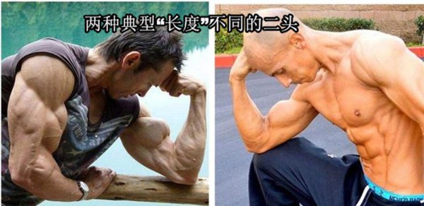 手臂二头肌是什么部位