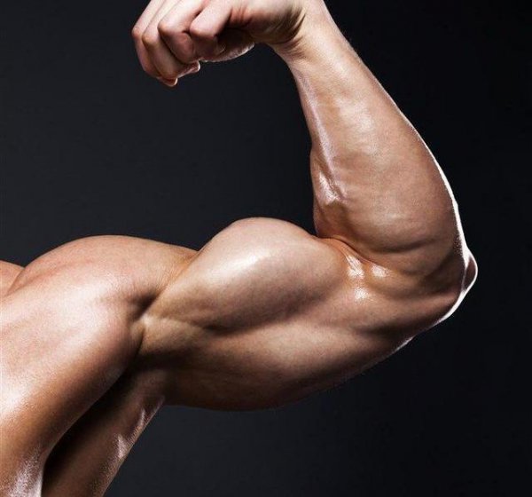 手臂二头肌是什么部位