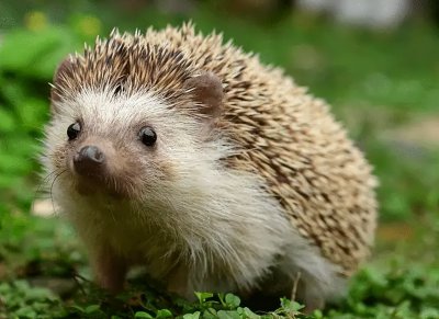 有什么动物不怕刺猬的刺 盘点刺猬有哪些天敌动物