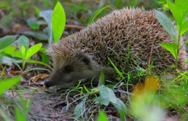 有什么动物不怕刺猬的刺