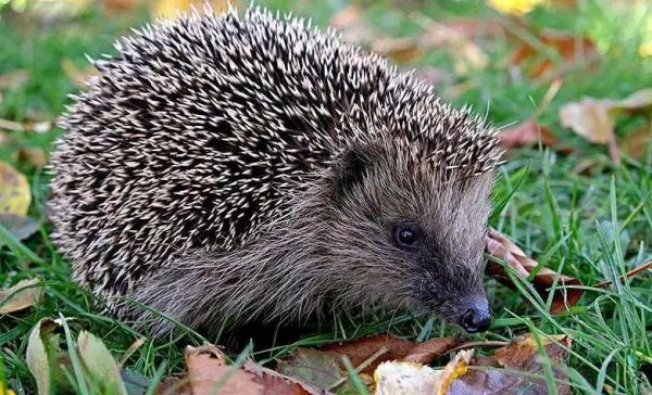 有什么动物不怕刺猬的刺