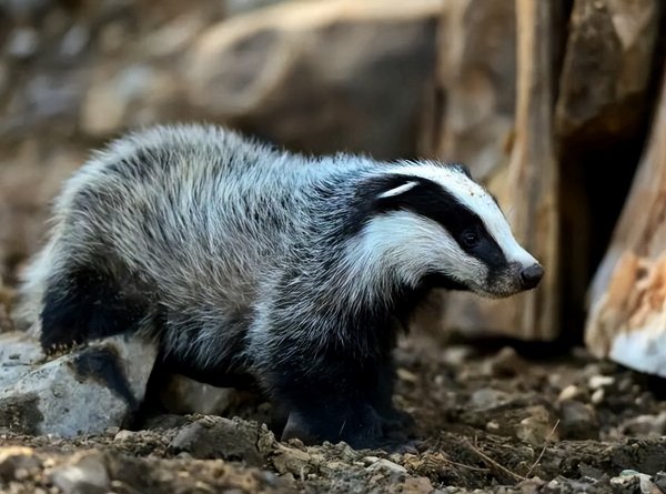 有什么动物不怕刺猬的刺