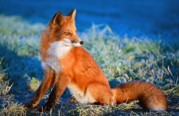 有什么动物不怕刺猬的刺