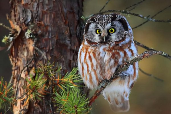 有什么动物不怕刺猬的刺