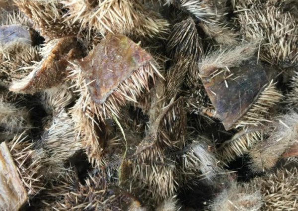 有什么动物不怕刺猬的刺