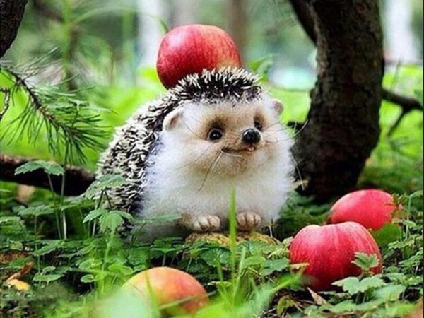 有什么动物不怕刺猬的刺