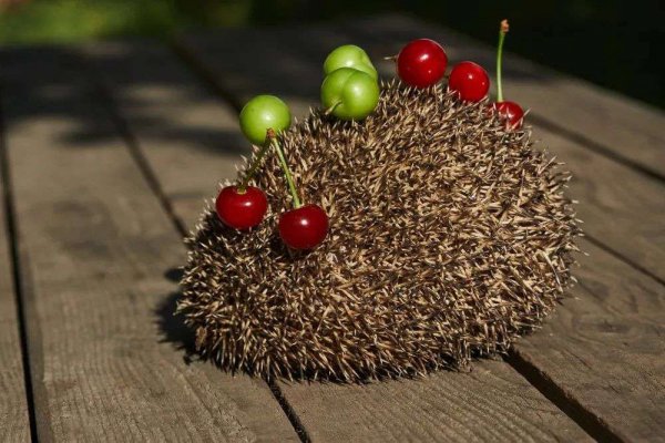 有什么动物不怕刺猬的刺