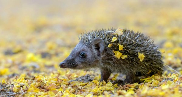 有什么动物不怕刺猬的刺