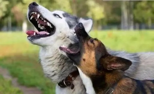 狗哭声哀嚎预示着什么说法