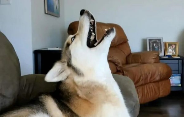 狗哭声哀嚎预示着什么说法