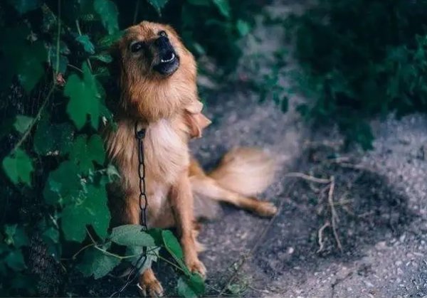 狗哭声哀嚎预示着什么说法