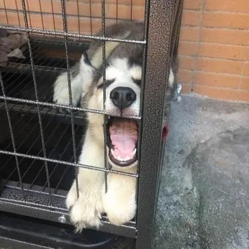 狗哭声哀嚎预示着什么说法