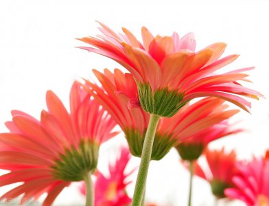 家里放假花好不好 在室内摆放假花有什么风水讲究