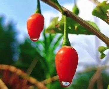 金无足赤人无完人的意思 如何理解这句话的含义