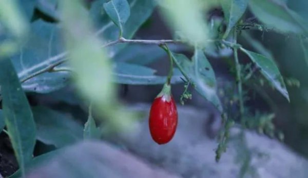 金无足赤人无完人的意思