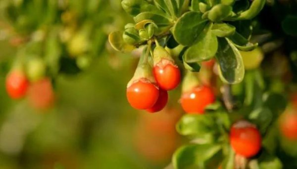 金无足赤人无完人的意思