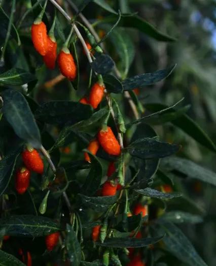 金无足赤人无完人的意思