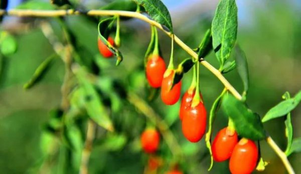 金无足赤人无完人的意思