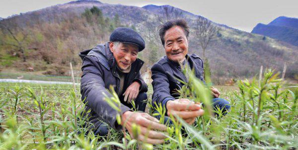 种药材哪样又快又赚钱