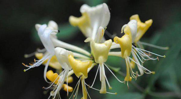 种药材哪样又快又赚钱