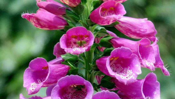 种药材哪样又快又赚钱