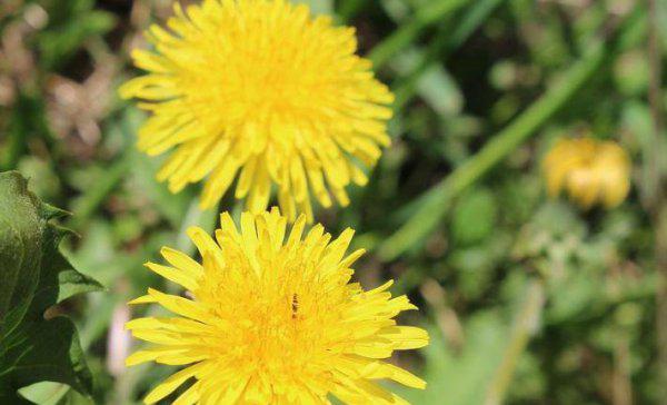 种药材哪样又快又赚钱