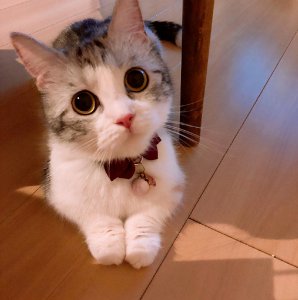 短腿猫是什么品种 教你从4个方面判断短腿猫的品种