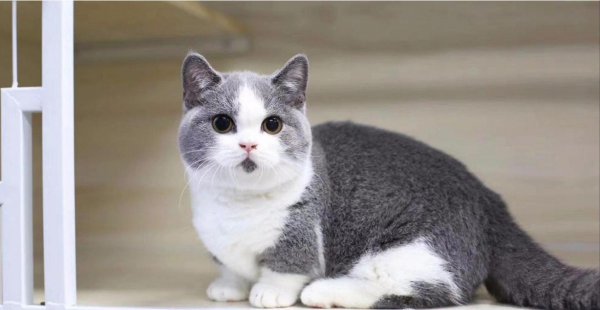 短腿猫是什么品种