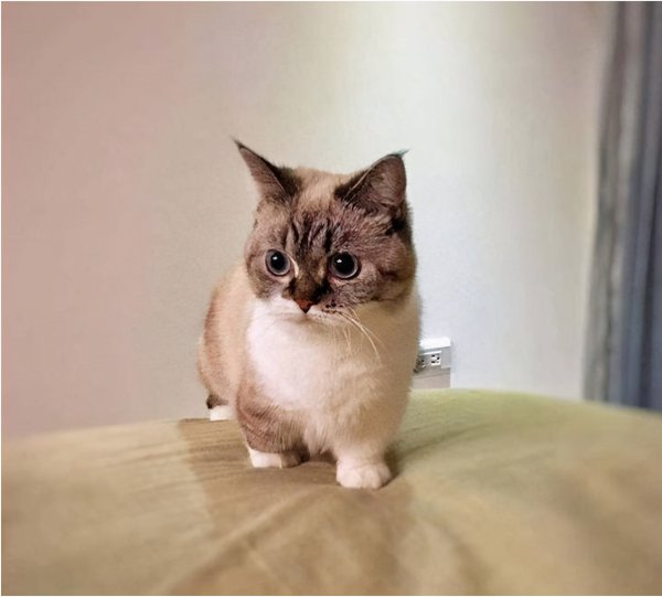 短腿猫是什么品种