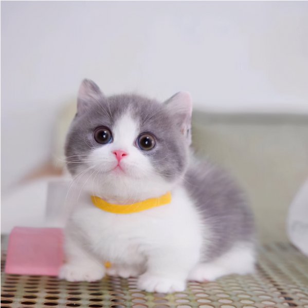 短腿猫是什么品种