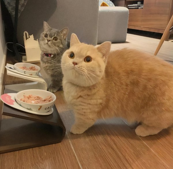 短腿猫是什么品种